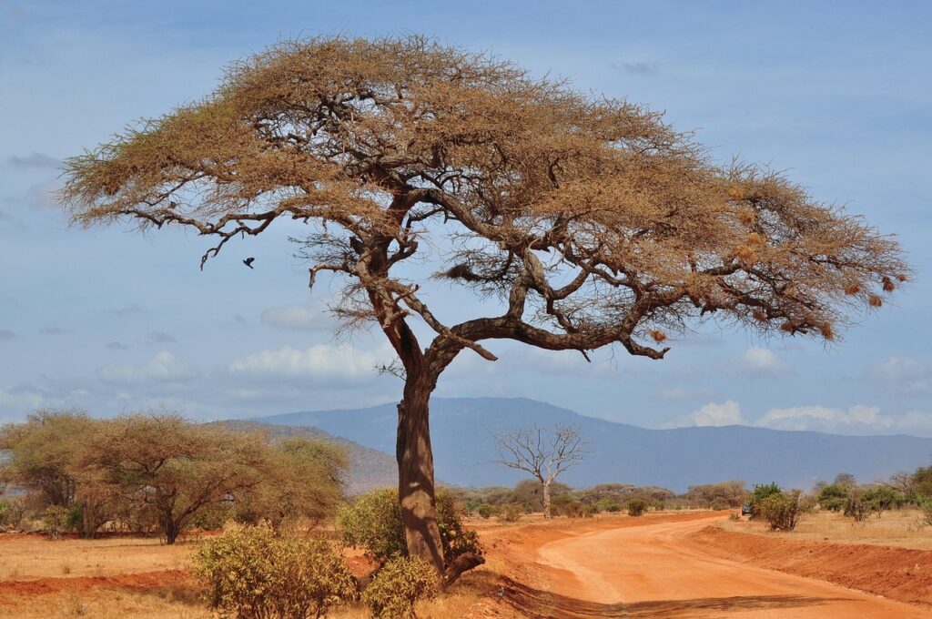 tree, nature, landscape, dry, heaven, savannah, africa, kenya, savannah, savannah, savannah, savannah, savannah, kenya, kenya, kenya