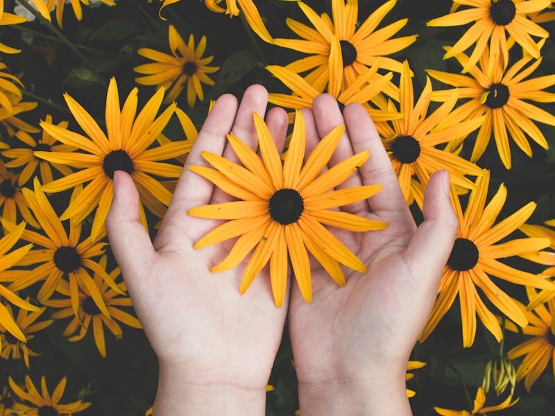 Close-up of hands holding vibrant yellow daisies, showcasing natural beauty and floral pattern.